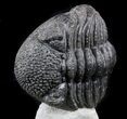 Enrolled, Drotops Trilobite On Pedestal of Limestone #56804-2